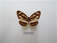 藏品(蓮花環蛺蝶)的圖片